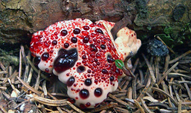 AzcurrainMaria's tweet photo. "Hydnellum peckii"
I was extremely surprised when I found out that it's not a poisonous or toxic fungi! Those red, flamboyant drop-like parts, contain anticoagulant properties (it even looks like coagulated blood!).
The patterns in Nature never ceases to surprise us. https://t.co/5meRII7yGO