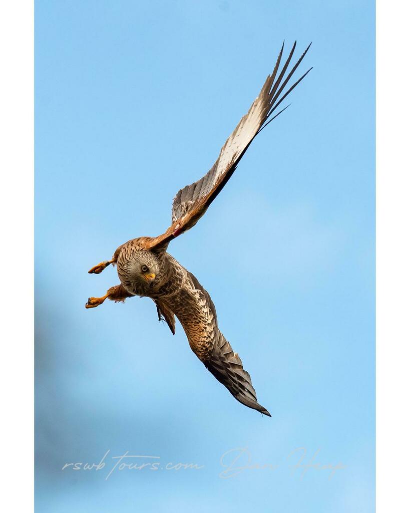 @bbcearth@natgeowild @wildlifephotographicmag <a href="/RSWBtours/">RSWBtours</a> @natgeowild @wildlifephotographicmag <a href="/natgeoyourshot/">NG Your Shot</a>⁣ <a href="/canonuk/">Sandra</a> #naturephotography #naturephotographer #wildlifephotography #featured_wildlife #profile #travel#explore #liveforthestory #myphotog… instagr.am/p/CPOZgVvAx8X/