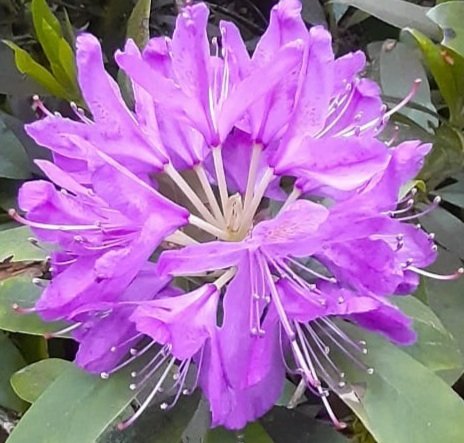 lindawain444's tweet photo. 26.5 miles, 19 cycling, 7.5 walking, YTD 472 miles #NHS1000miles ❤#selfcare #healthandwellbeing #familyexercise 🌞🌧🌈🌺 https://t.co/LfIi68qXHZ