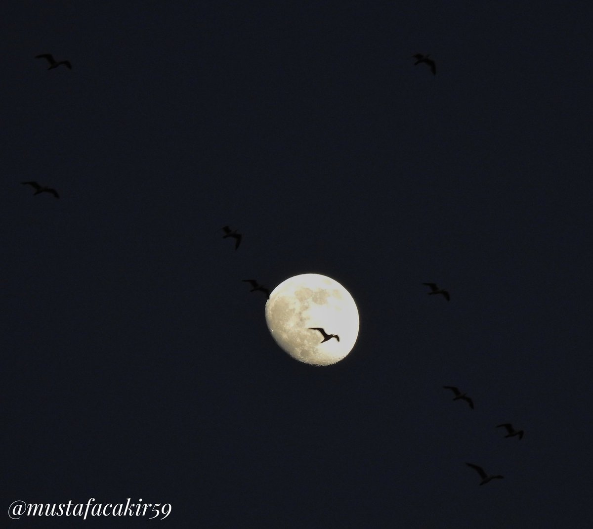 MustafaCakirNet's tweet photo. Fotoğraf, tek bir çerçevede dijital manipülasyon olmadan çektiğim Ay ile dans eden “Martı Jonathan Livingston” ve arkadaşları. https://t.co/25xe2SaY9O