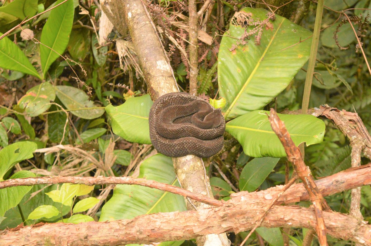 shtidjaus's tweet photo. La famosa serpiente terciopelo, Mapana o Equis (𝘉𝘰𝘵𝘩𝘳𝘰𝘱𝘴 𝘢𝘴𝘱𝘦𝘳), de 2 m. de longitud, sobre la vertiente occidental, en el municipio de Pueblo Rico, Parque Nacional Natural Tatamá.
#snakezone #snake #snakes #nature #NaturePhotography #biodiversity #Biodiversidad https://t.co/m1pVzpY98X