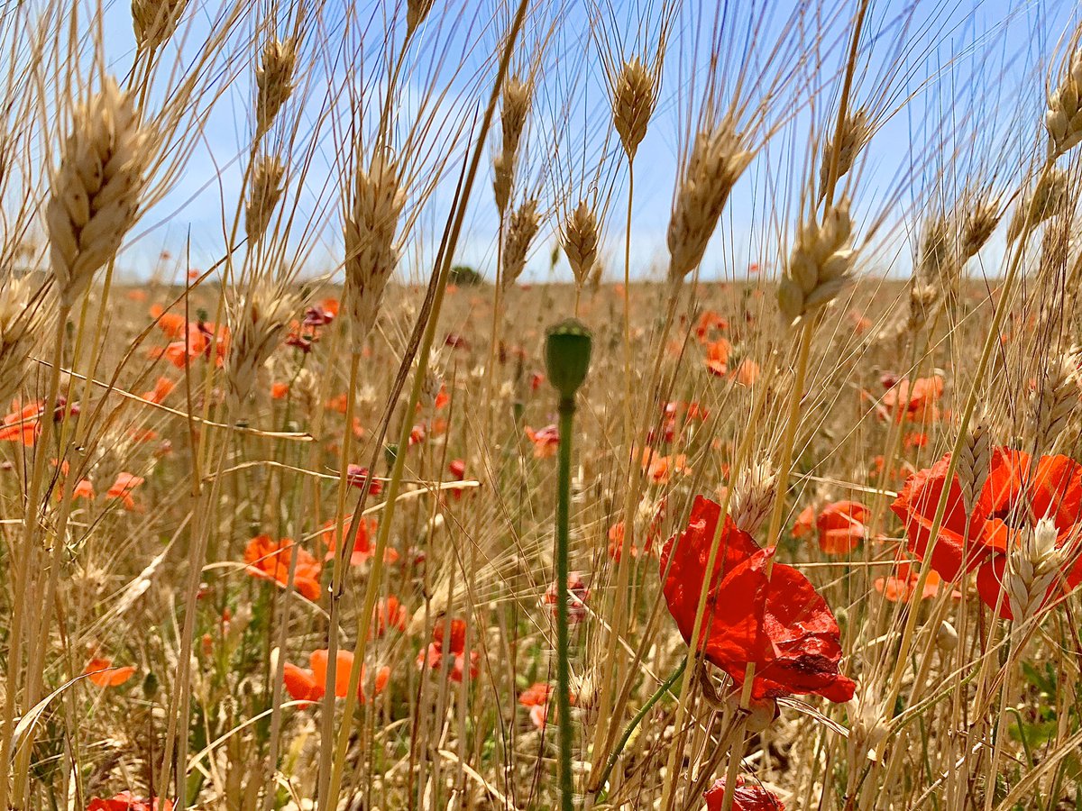 frussi1's tweet photo. Tema: Descrivi la #primavera in #Puglia
Svolgimento: https://t.co/MYtpF27k26