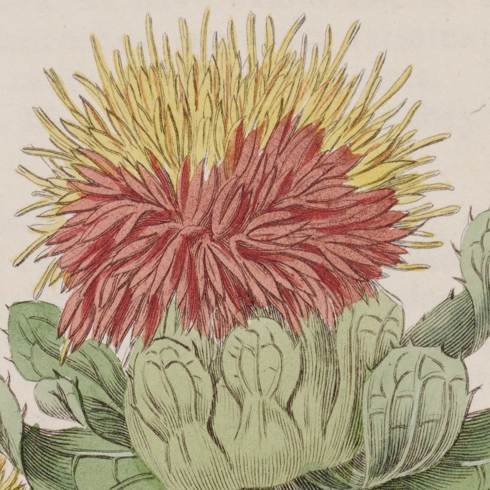 Plants400's tweet photo. Plant 392: Thistle-like, annual safflower was an important dye plant in Asia and North Africa. It appears to have originated in cultivation through domestication of a wild, weedy species. https://t.co/sGwJtWPWPq https://t.co/42zqJXr1iR
