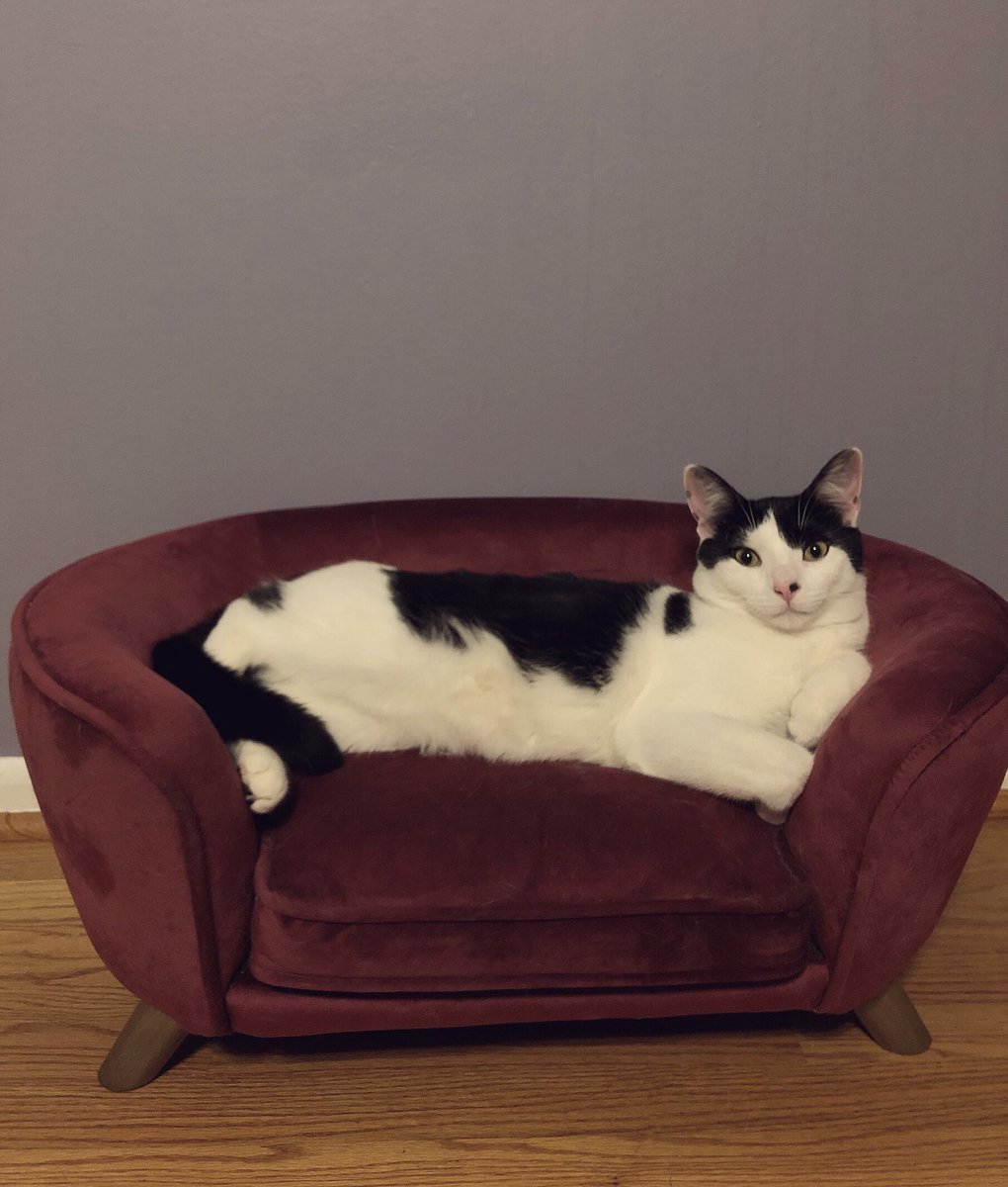 CaleCrypto's tweet photo. Instead of looking at your crypto today, take a look at my cat on his mini couch🤗 https://t.co/n14d2UyWbb