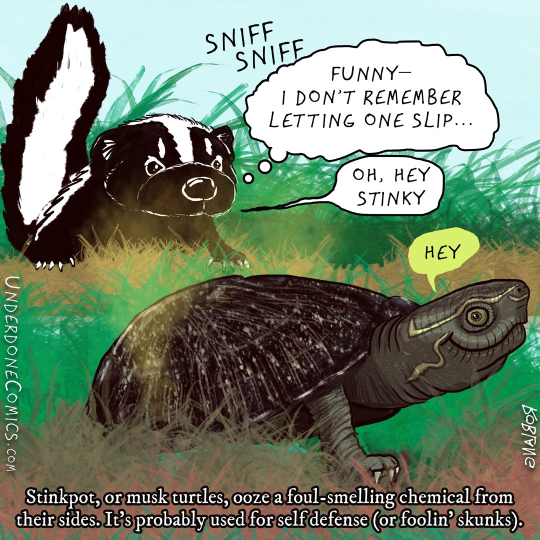 UnderdoneComics's tweet photo. It's #WorldTurtleDay for the #StinkPot #TURTLE too! https://t.co/LhqJYLkZlr
