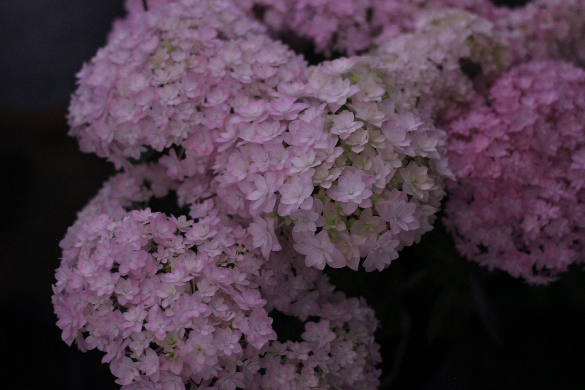 大栄花園 Twitter Search Twitter