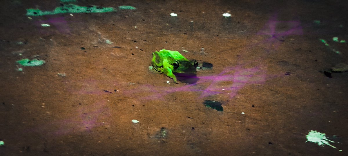 lucianoducirilo's tweet photo. @lucccafontana Challenge is complete, thanks!;
 HIC×Frog
#hicathon #hicrandomness
https://t.co/krAd5E5qTn https://t.co/Ml0y9sP3y8
