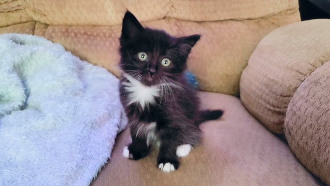I want to introduce you all to my new fur baby! Joey this is everyone. 😁☺ He instantly captured my heart<a href="/tag/gilfed"class="tags"><span>#gilfed</span></a>