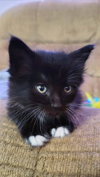 I want to introduce you all to my new fur baby! Joey this is everyone. 😁☺ He instantly captured my heart<a href="/tag/gilfed"class="tags"><span>#gilfed</span></a>