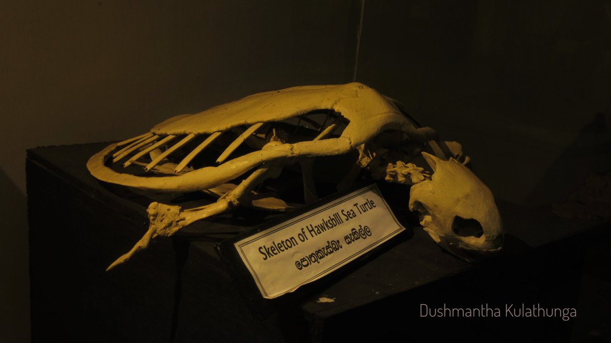 Dushmantha Kulathunga World Turtle Day 21 Today 361 Spp Of Testudines Recorded Most Of Them Are Threatened With Extinction Archelon Ischyros The Largest Sp Ever Recorded In Late Cretaceous 66 6