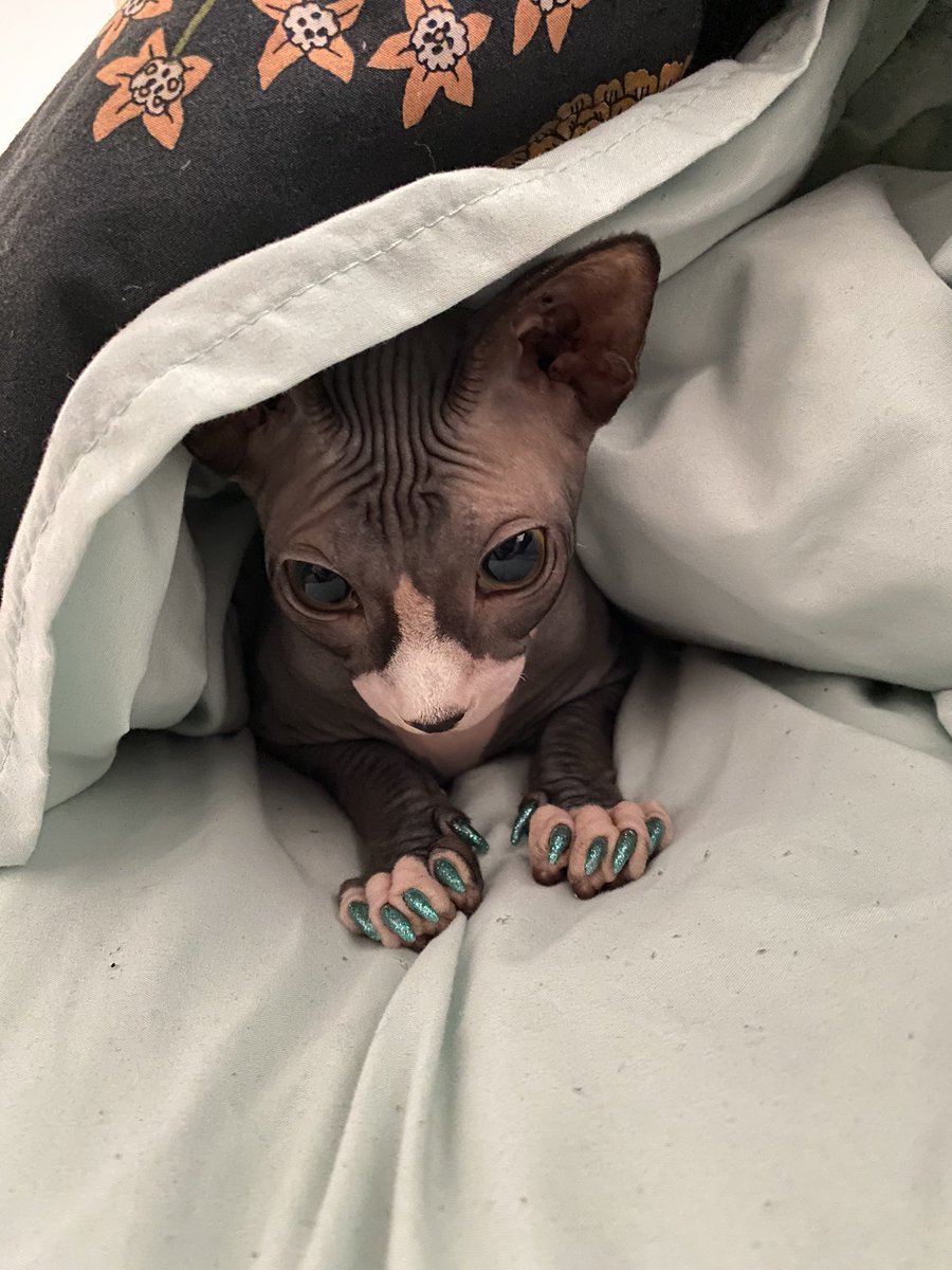 weirddeals's tweet photo. Him cozy https://t.co/3ygvup2b42