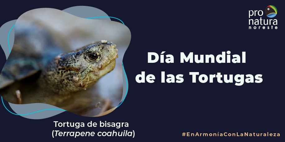 La Tortuga de Bisagra (Terrapene coahuila) es la única especie de su género adaptada a un hábitat acuático. Única en el mundo y edémica de la poza de la Becerra en Cuatro Ciénegas, Coahuila. #WorldTurtleDay #WorldTurtleDay2021
#EnArmoníaConLaNaturaleza #EnArmoníaConLaSociedad