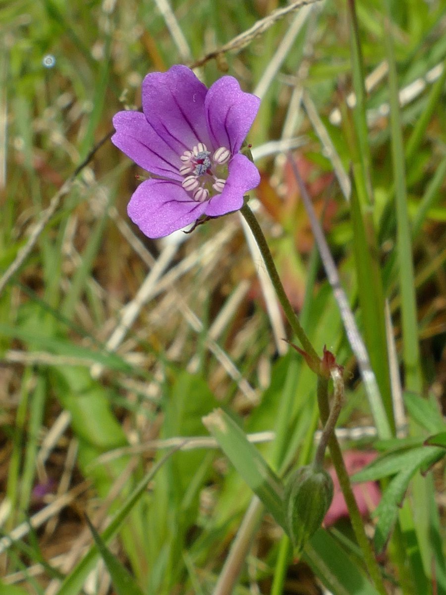 RogerRob473's tweet photo. Long-stalked cranesbill, only three weeks late for the #smallgeraniums challenge (!), in flower this week at the edge of a chalk meadow near Streatley. #wildflowerhour https://t.co/WntANKA9YR