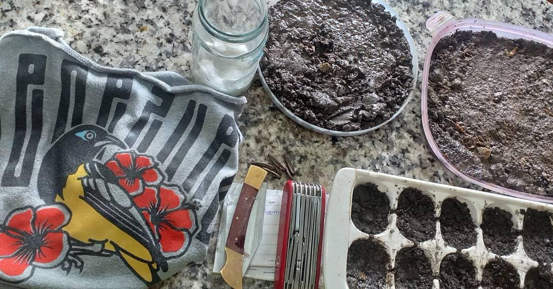 5elementovzla's tweet photo. Proceso de Germinado y sembrado de semillas 🌱
@sembremosmasvida 

Dándole vida a la vida 
Yo ♥️ 🌎

#5toelementovzla #5elemento #sembremosmasvida #araguaney #franboyan #apamate #semillas #venezuela #like #comparte #dandolevidaalavida #natural #naturaleza https://t.co/X8ebLFvpgc