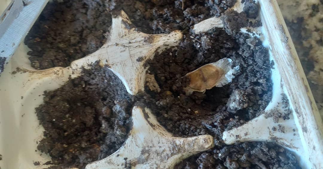 5elementovzla's tweet photo. Proceso de Germinado y sembrado de semillas 🌱
@sembremosmasvida 

Dándole vida a la vida 
Yo ♥️ 🌎

#5toelementovzla #5elemento #sembremosmasvida #araguaney #franboyan #apamate #semillas #venezuela #like #comparte #dandolevidaalavida #natural #naturaleza https://t.co/X8ebLFvpgc