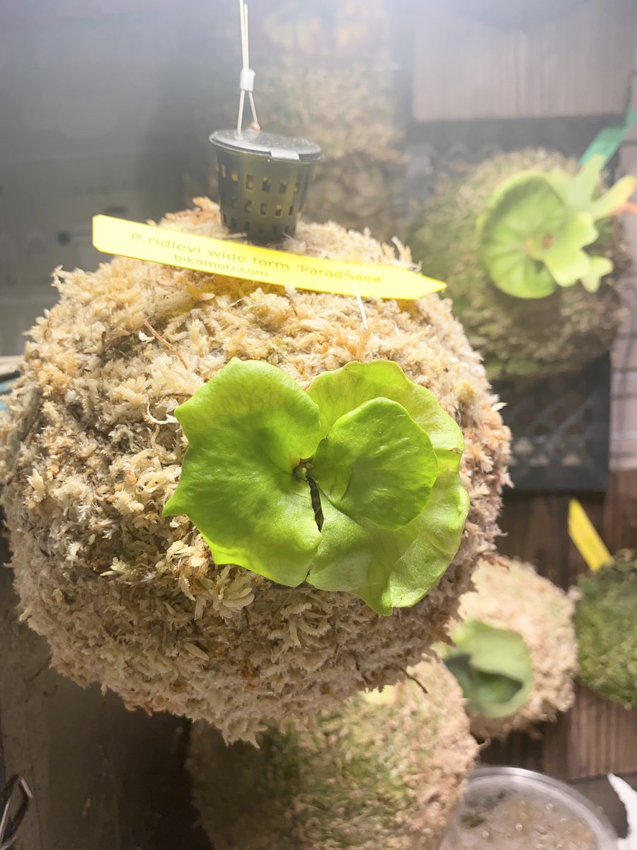 ゆきまま 先日お迎えした リドレイワイドフォーム パラダイス ボール仕立てに 仕上げました なかなか 球体難しかったけど まん丸リドレイボール 完成しました ビカクシダの森 コウモリラン リドレイボール