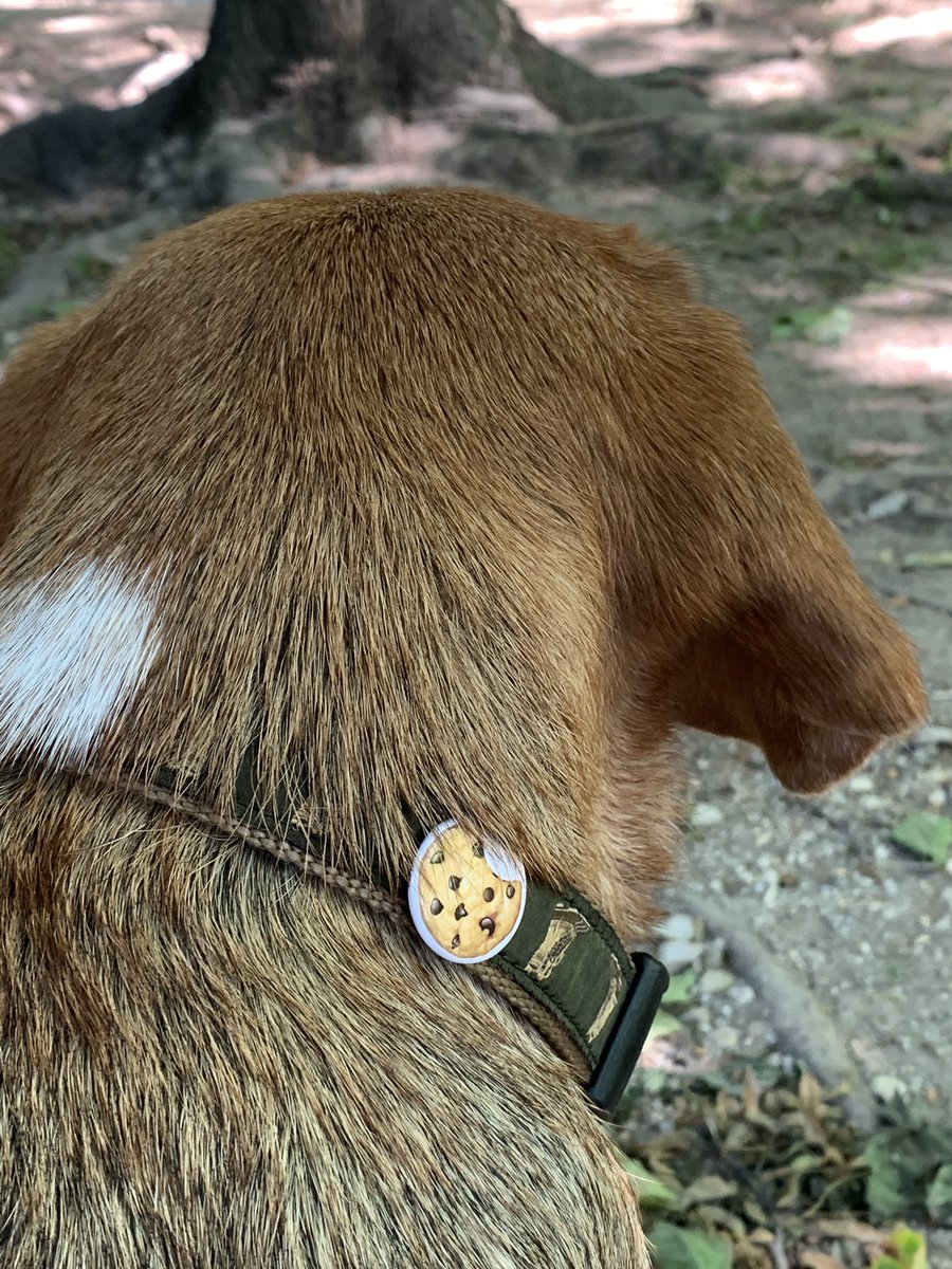 BirdNFTs's tweet photo. Dog has a cookie pin on his collar. He likes to show off his hobbies while he’s out and about https://t.co/7xIxlos2gm