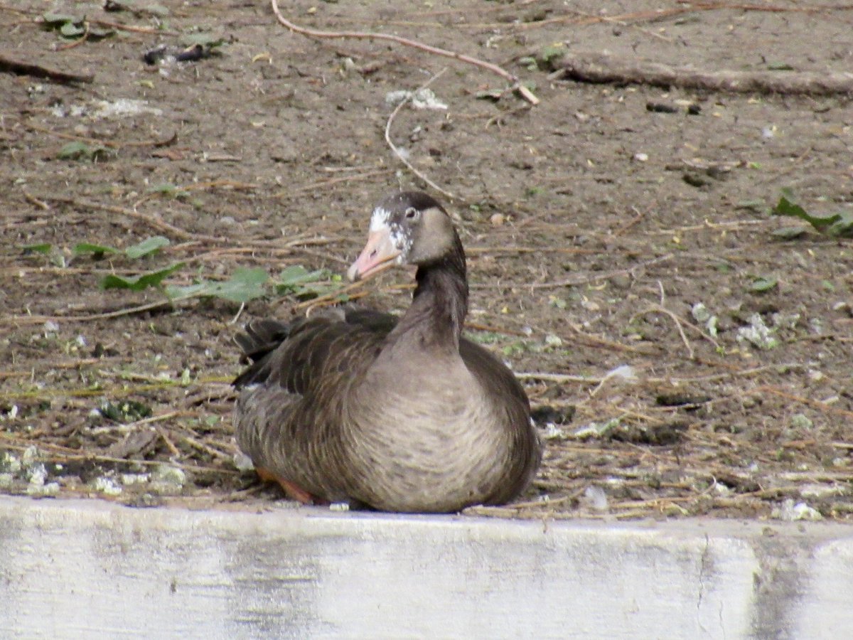 cdemers80's tweet photo. Greater White-fronted Goose @ Belmar Park in Lakewood

#birdphotography #BirdTwitter #birding #wildlifephotography #WildColorado #Lakewood #Colorado #JeffersonCounty #greaterwhitefrontedgoose #nature #NaturePhotography #BelmarPark https://t.co/iQsL0MUf28