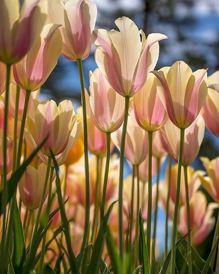 GeoCacheToronto's tweet image. The most precious gift we can
offer anyone is our attention.
When mindfulness embraces
those we love, they will bloom
like flowers...

- Thich Nhat Hanh