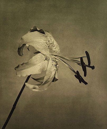 #RobertMapplethorpe 
#photography #art
#flowers

#TigerLily 1983