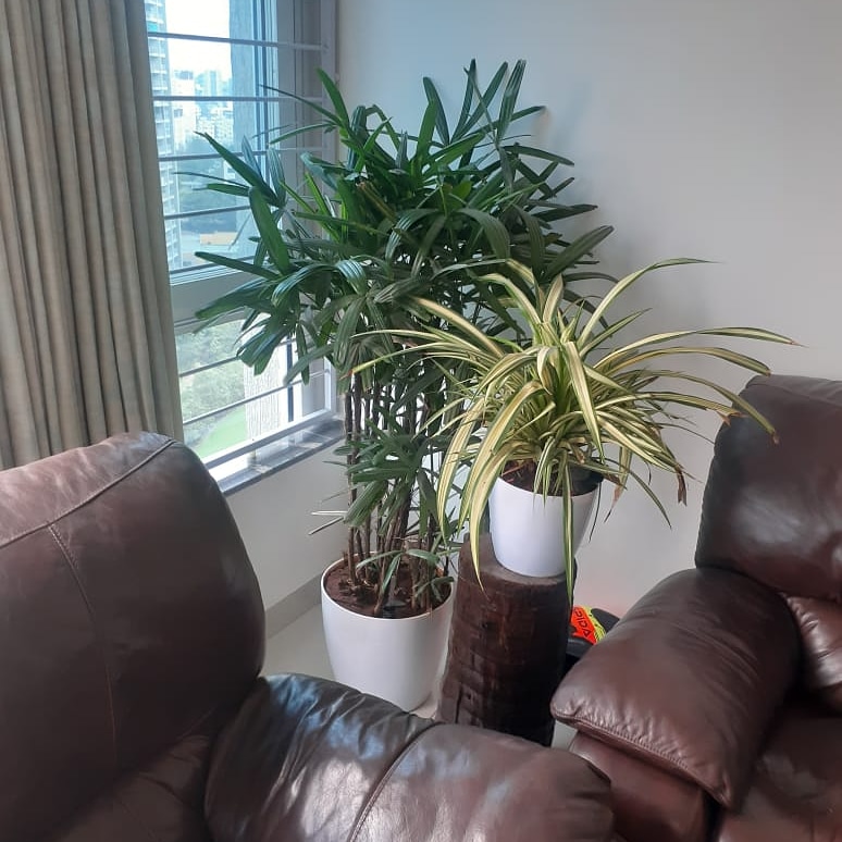Private Home Indoor Landscaping #interiorlandscaping  #plantscaping  #indoorplants  #plantbeauty #positivevibes