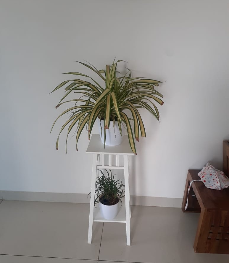 Private Home Indoor Landscaping #interiorlandscaping  #plantscaping  #indoorplants  #plantbeauty #positivevibes