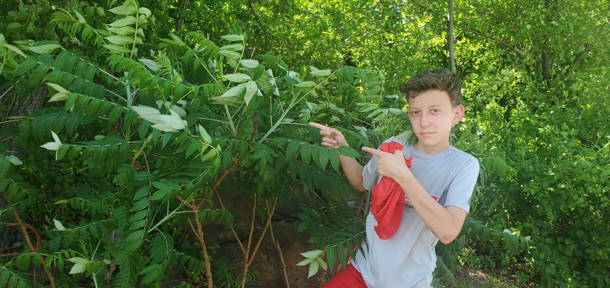 This is the tree you should be looking for to find the spotted lanternfly. This tree is called the Tree of Heaven which lanternflies usually feast on. <a href="/ecybermission/">eCYBERMISSION</a> <a href="/STEMExpeditions/">STEAM Expeditions</a> <a href="/Ps28jc/">PS 28 Jersey City</a> #Ecyber21 #lanternfly #invasivespecies