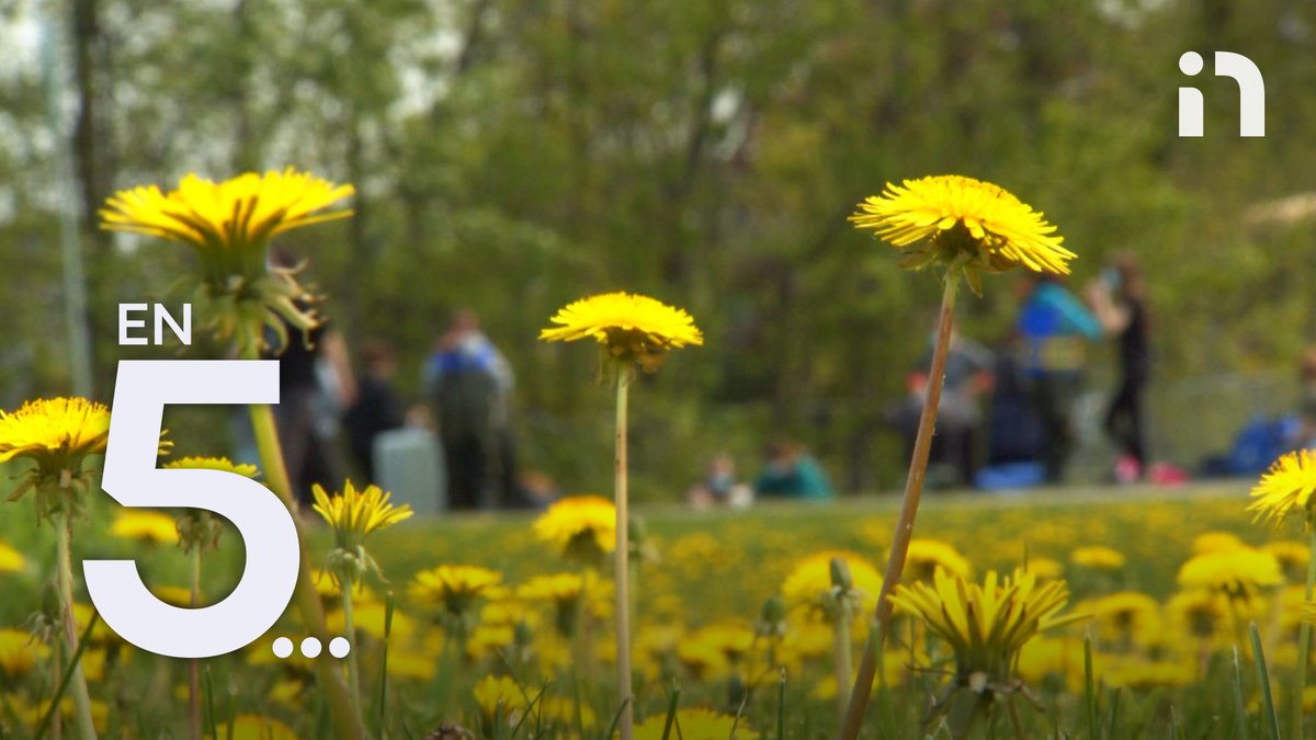 NoovoInfo's tweet photo. [EN 5…] Le #rhume des foins apporte plusieurs symptômes qui s'apparentent à ceux de la #grippe... ou même de la #COVID19. Notre journaliste @drolet_alexane a démêlé le tout. #LeFil1730 #NoovoLeFil #NoovoInfo https://t.co/hQZsjt72ZP https://t.co/9tZ4EpF09l