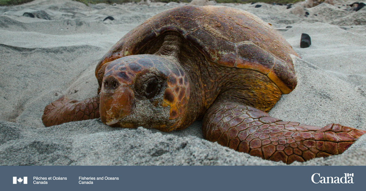 Joyeux #JourNationalDeLaTortue ! C’est l'heure du #DimancheDuel entre 2 des 4 espèces de tortues marines trouvées au 🇨🇦 !

Si vous pouviez passer une journée avec l'une de ces 🐢, laquelle choisiriez-vous ?

#TortueLuth ou #TortueCaouanne
