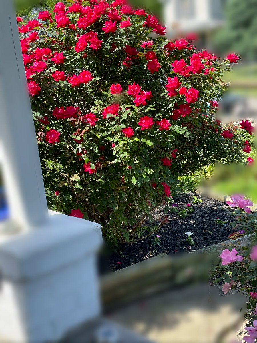 indiana_hottie's tweet photo. My roses look beautiful 😍! 

I’m going to plant some more flowers before it gets to hot. 

Send silently while I’m busy! 

Findom paypig humanatm finsubs goddess findombrat cashcow whalesubs https://t.co/ijY3ENQapY