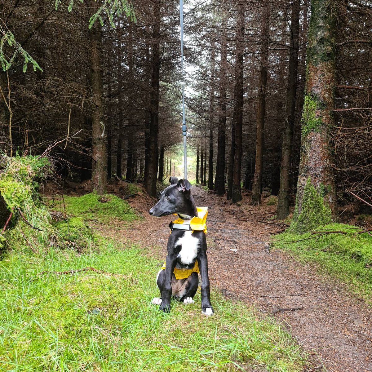MrsFitz09's tweet image. #lunathelurcher modeling her new rain coat.... #summer2021 in Ireland! 
#BallinastoeWoods #lurcherpuppy #wicklow