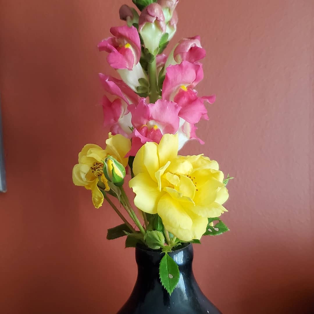 SEnd614's tweet photo. First arrangement of the year.
#SunnyEnd #AdventuresWithAJ #gardening #nativeplants #vegetables #TinyHolding #MoreThanAnAlotment #LessThanASmallHolding #ohio #columbus https://t.co/djugL9EmqY