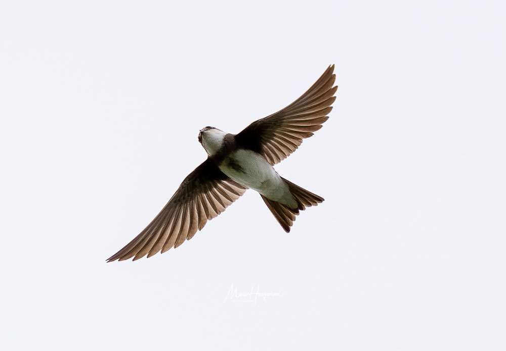 Marc_Haegeman's tweet photo. Sand Martin / Oeverzwaluw @Britnatureguide #BirdsSeenIn2021 #VogelsinBelgie @MijnNatuurpunt
 @vogelnieuws @vogelinfo @Natures_Voice @Sovon
 #birdphotography @sonybelgie @SonyAlpha https://t.co/IXphKNtftO