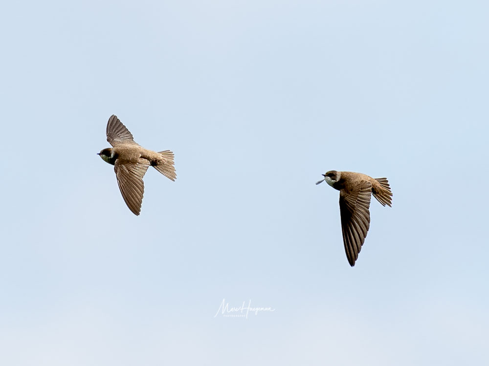 Marc_Haegeman's tweet photo. Sand Martin / Oeverzwaluw @Britnatureguide #BirdsSeenIn2021 #VogelsinBelgie @MijnNatuurpunt
 @vogelnieuws @vogelinfo @Natures_Voice @Sovon
 #birdphotography @sonybelgie @SonyAlpha https://t.co/IXphKNtftO