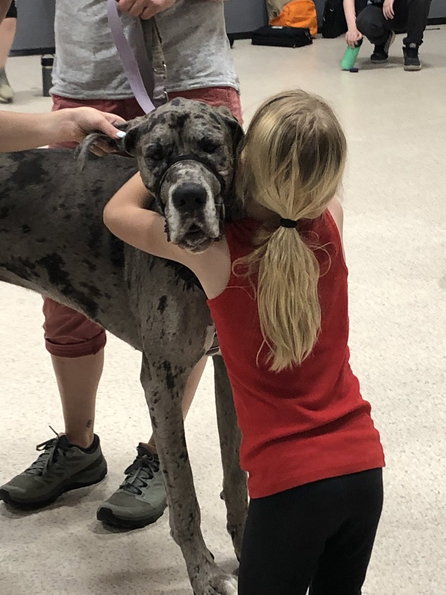 RayleGoy's tweet photo. BCSD thank you for this chance to become a facilities dog                             I love my job!!! Laci Mae @SouthRanchTim @DanMannix7 @BeekmantownCSD @MannixDan @MannixDan @eavicencio @StoutengerCHES @PollyTavernia https://t.co/blFz1mW7A6