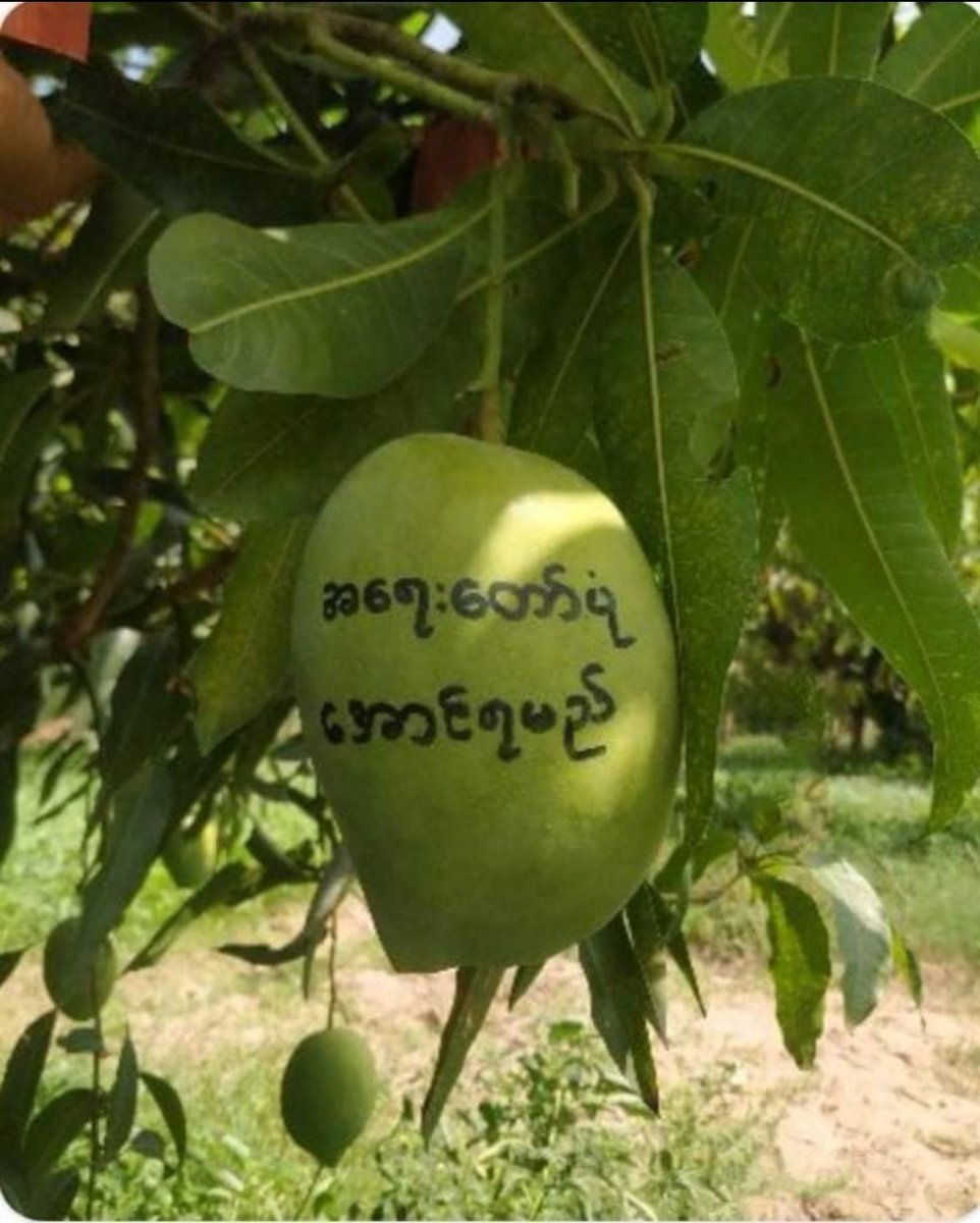 KaungKhantHto10's tweet photo. Protest: #MangoStrike #Thabeikkyin Township ,Mandalay Region. 

"The uprising must be succeed"
"Be strong, ethnic people"
"Welcome PDF"

- Revolution messages by protesters

#WhatsHappeningInMyanmar 
#May23Coup
#MilkTeaAlliance https://t.co/kdAcLsNYL6