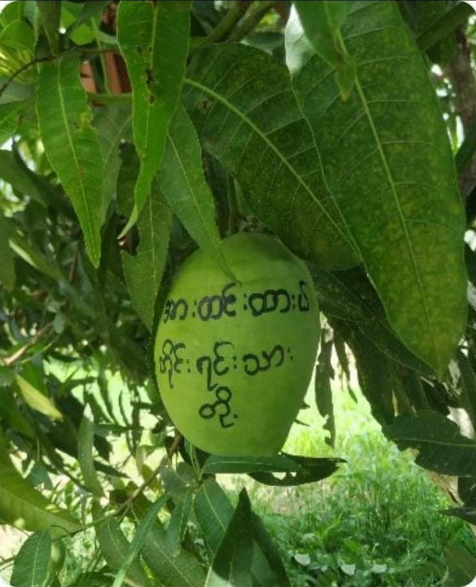 KaungKhantHto10's tweet photo. Protest: #MangoStrike #Thabeikkyin Township ,Mandalay Region. 

"The uprising must be succeed"
"Be strong, ethnic people"
"Welcome PDF"

- Revolution messages by protesters

#WhatsHappeningInMyanmar 
#May23Coup
#MilkTeaAlliance https://t.co/kdAcLsNYL6