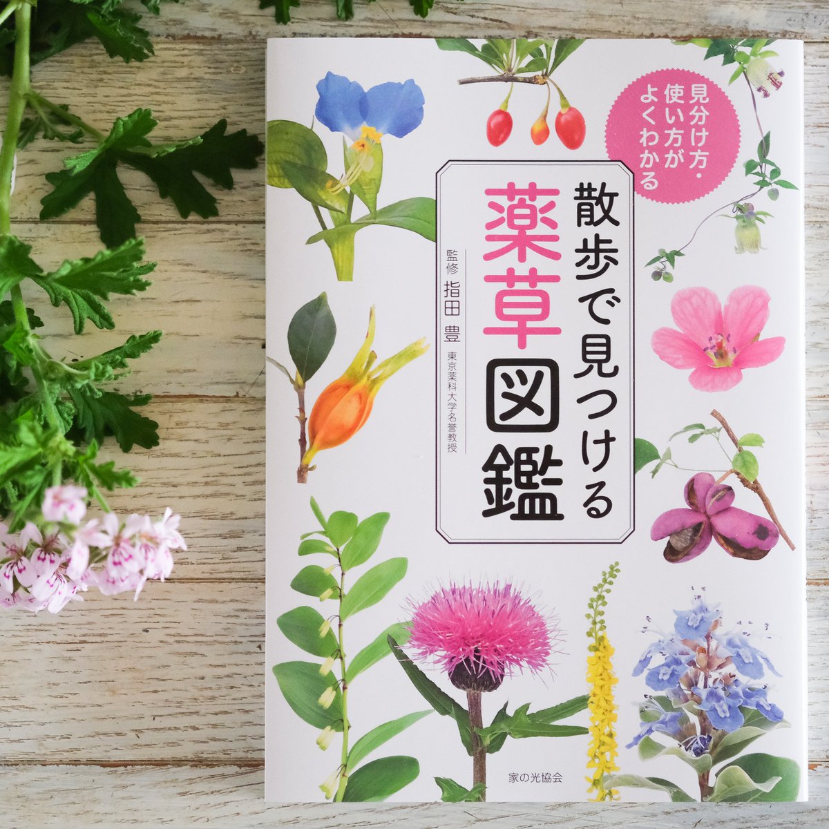 O Xrhsths Ozawa Eiko Sto Twitter Book 取材 執筆を担当した 散歩で見つける 薬草図鑑 家の光協会 が完成 効能 見分け方 使い方のほか 薬草茶や薬酒 薬草シップなども解説 また 間違えやすい中毒植物についても見分けポイントを掲載しています