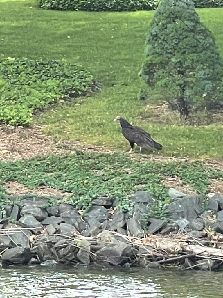 jaketapper's tweet photo. #BirdTwitter https://t.co/uSNSxUb3lL