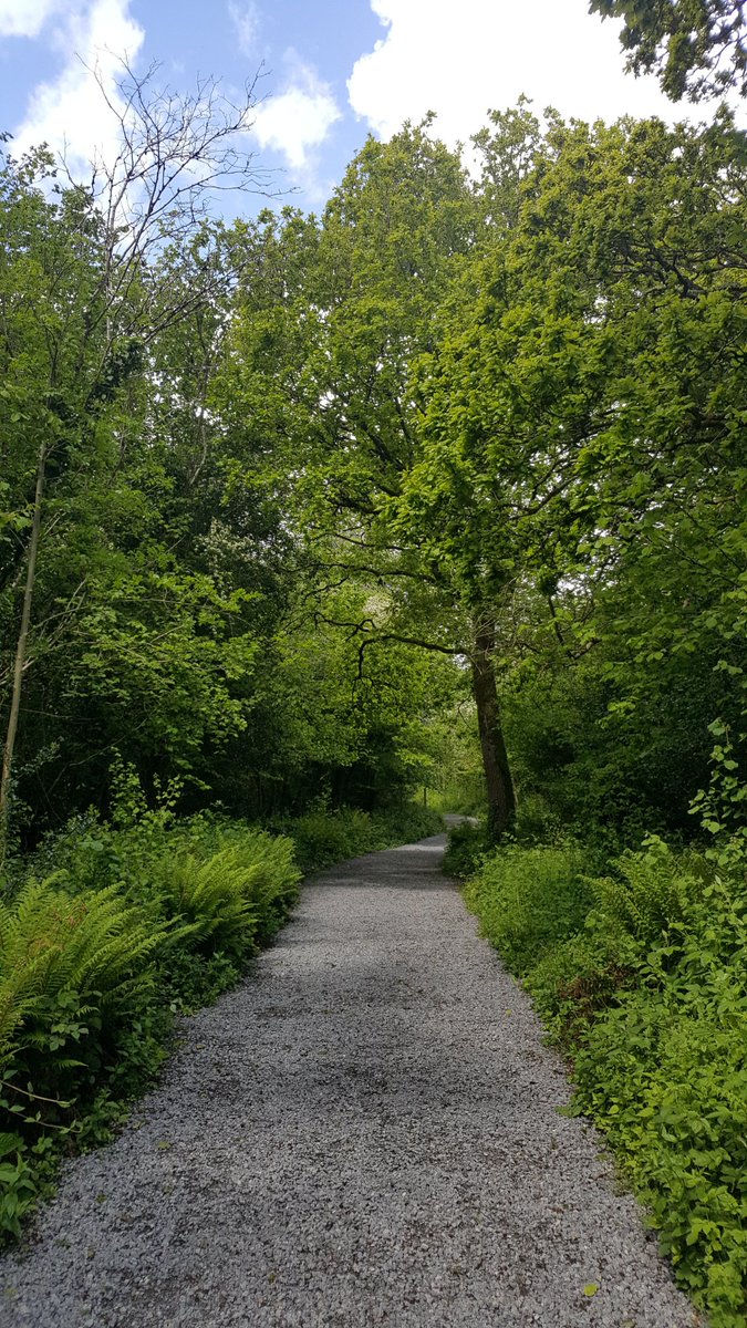 AoiFeebesWalsh's tweet photo. St John's Wood #roscommon #oak #HiddenHeartlands #stormhour #breakintherain https://t.co/rWodnTFBIn
