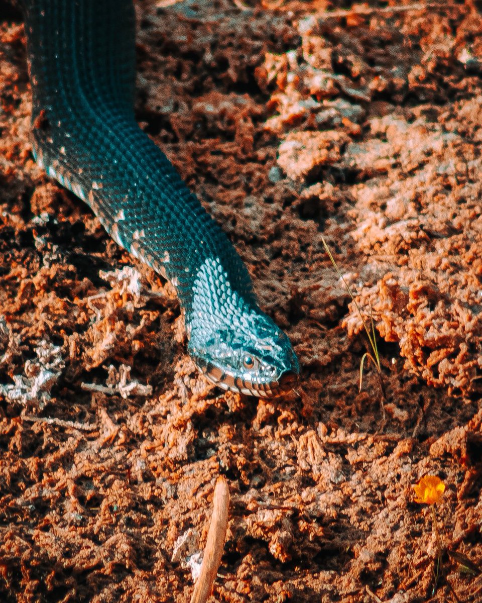 Sneaky snake #Apple #iPhone12ProMax #animals #photography #photographer #nature #wildlife #photos #reptiles #wildlife #travel #SundaybestOnGOtv #SundayMotivation #SundayFeels https://t.co/YRfM0MuXFG