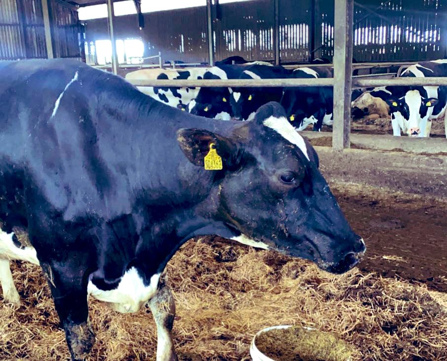 Unusual toxic mastitis case on farm, down &amp; immobilised from Monday=prompt delivery of fluid therapy💉NSAIDs sc calcium, regular rumen drenching + perseverance means she is now first to feed trough, stepping onto parlour Saturday morning too! Still in awe of their resilience!💪