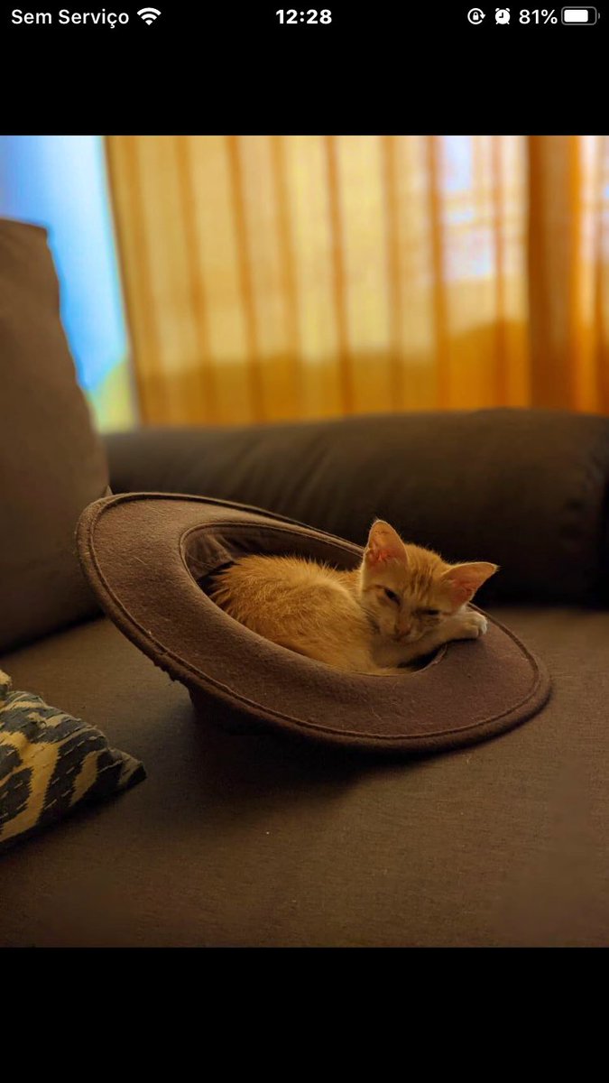 cutecats11_'s tweet photo. 👒 https://t.co/kdYMnI3r8x