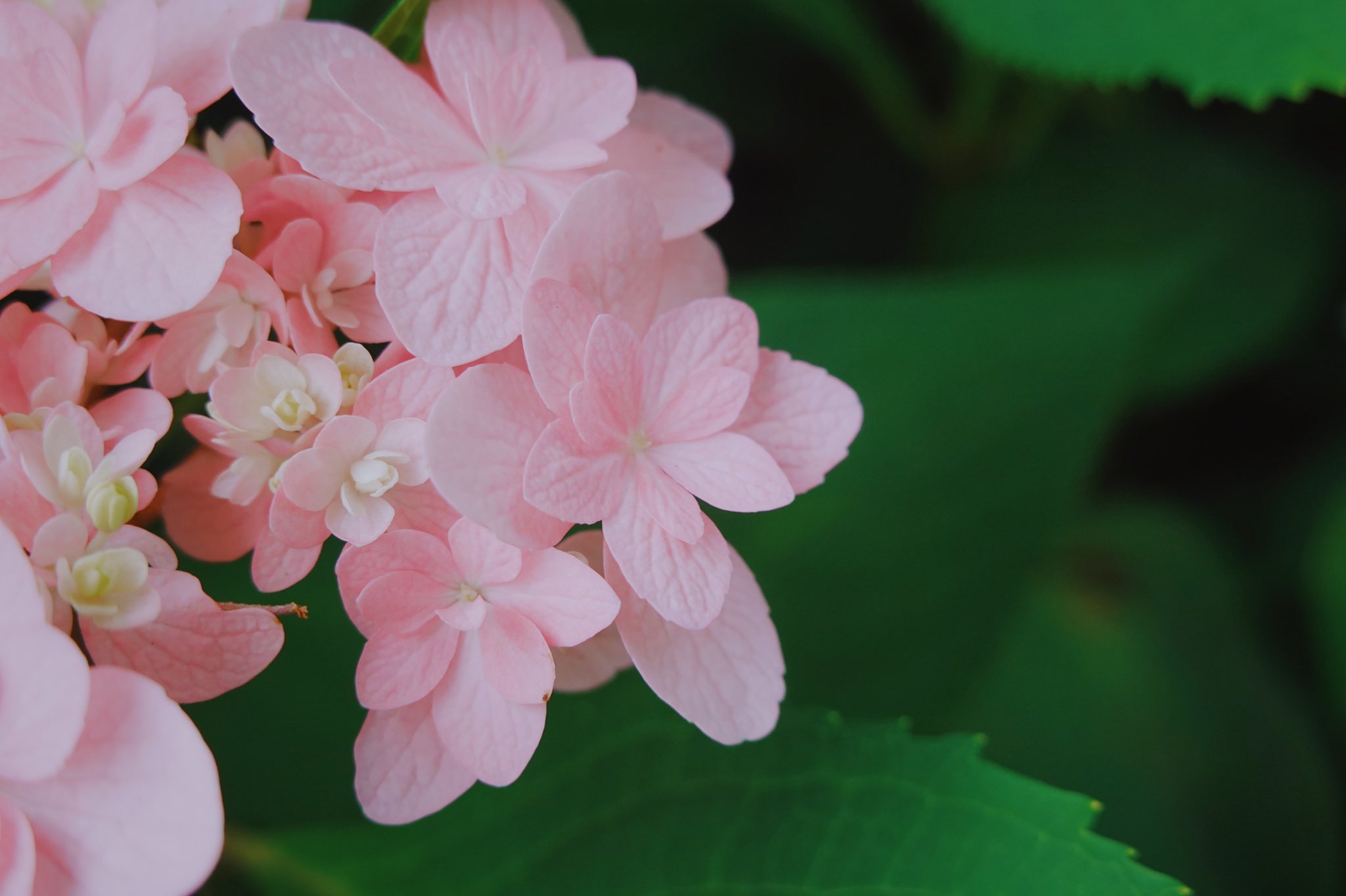 凛冬之春 Lindongzhichun Twitter