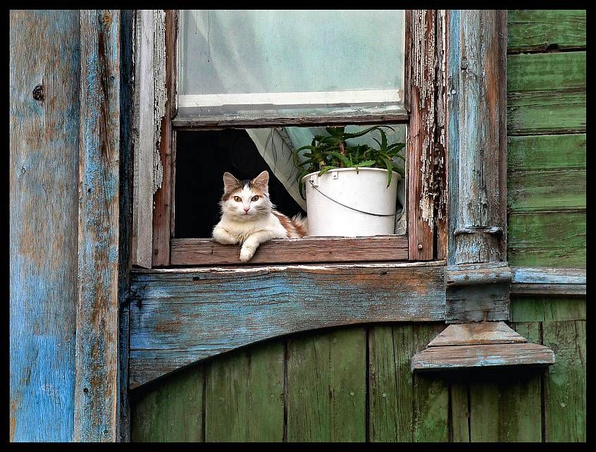 ArHokum's tweet photo. Hello friends! Happy Sunday 2all 😃🐈🐾🏡☀️ #catlover #CuteCats #lovecats #StaySafeStayHealthy #CuidémonosTodos #HappySunday #FelizDomingo #HelloFriends #HelloWorld #Hello #Hola #cats #gatos https://t.co/DUGdjLTAv7