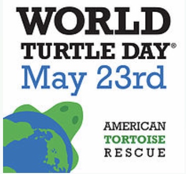 DebbieGPS's tweet photo. Let’s shellebrate World Turtle Day® today sponsored by American Tortoise Rescue! 
https://t.co/xm0kEfaQoN #worldturtleday #savetheturtles https://t.co/l0BKuf6vsa