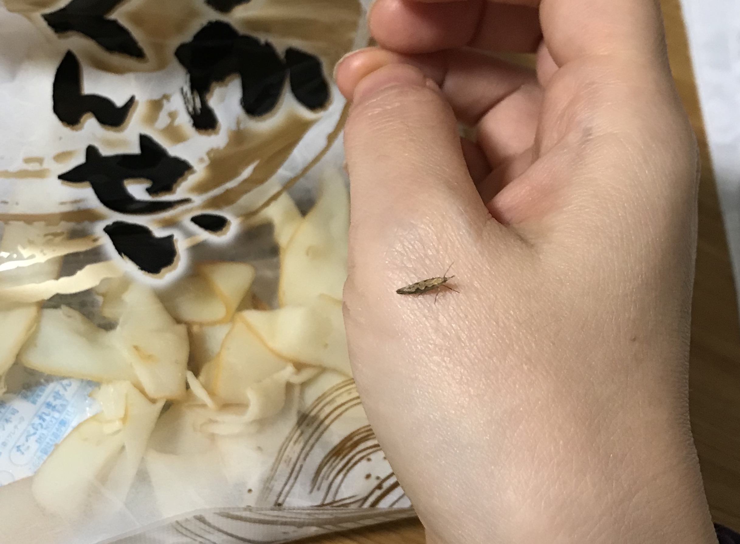 柘植文 イカを食べようと思ったら手に虫がとまった こんな時間にイカを食べるのはおやめなさい 食べます T Co F3cegpc6u5 Twitter