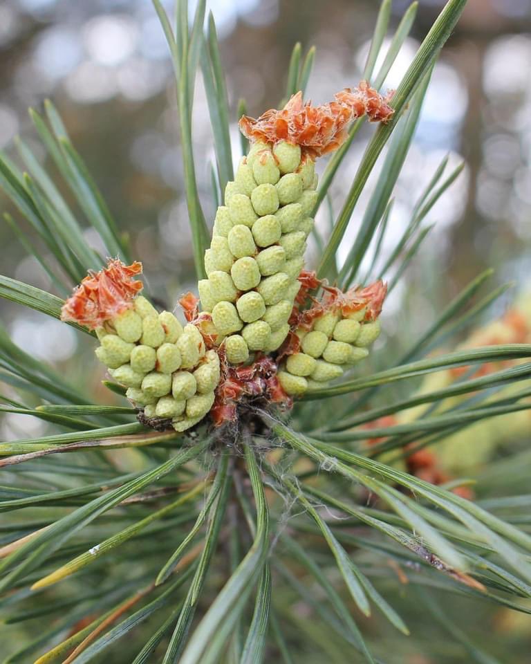 Waldpaten tweet media