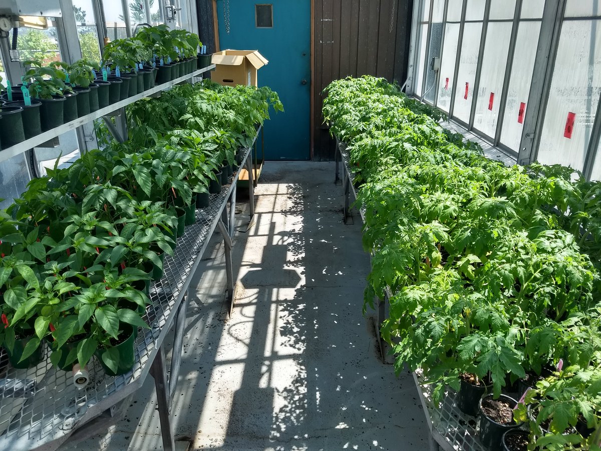 FredBotGarden's tweet photo. Just a few of the heirloom tomatoes and peppers we've been growing for YOUR garden!  Our Spring Plant Sale begins with online pre-orders this Tues/Weds - please visit https://t.co/J91ckrp7Gs.

Tomatoes! Peppers! Herbs! Annuals! Perennials! All proceeds support the Botanic Garden. https://t.co/tTX5aYk7Un
