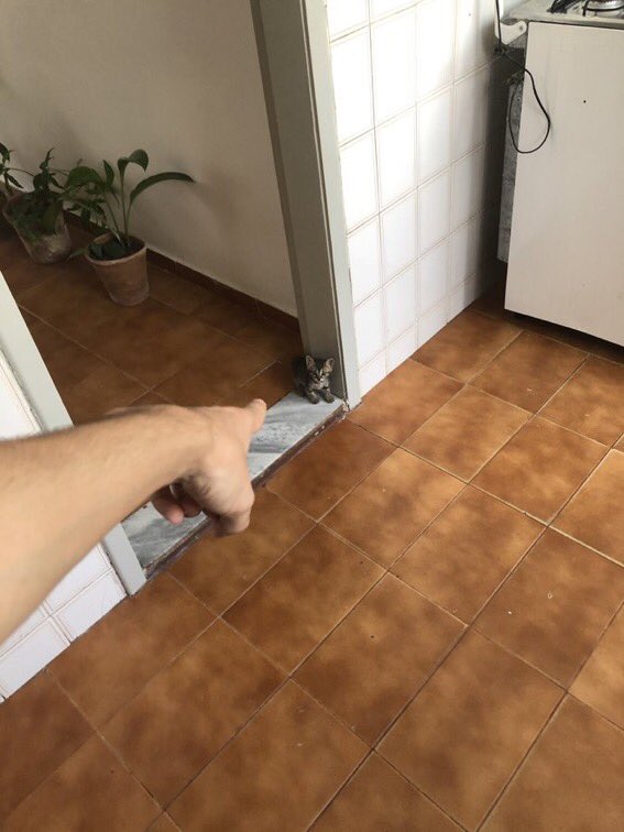 EDENB0Y's tweet photo. evoluindo https://t.co/LsETX1FE1e